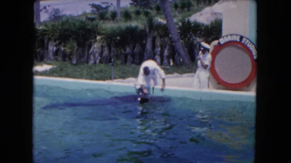 1960 Miami frame of a dolphin at the pool edge during a feeding or handling moment, with a uniformed attendant and tropical marine attraction setting visible.