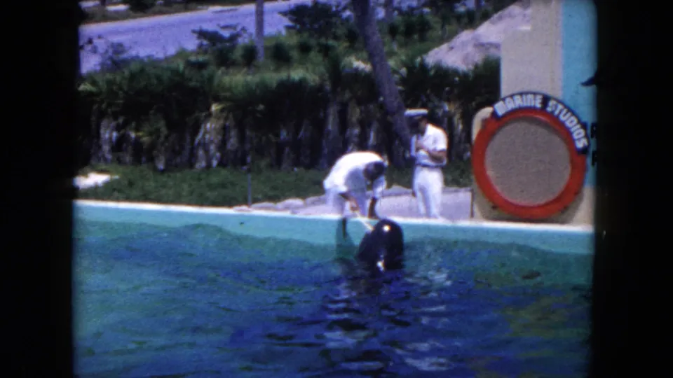 In the 1960 Miami Marine Studios footage, the whale is close to the pool wall while a staff member appears to brush or tend its mouth.