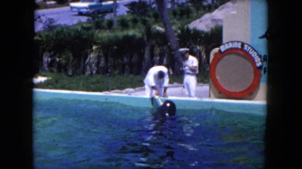 The closing frame shows the whale at the pool edge in 1960 Florida footage as staff continue the poolside care interaction.