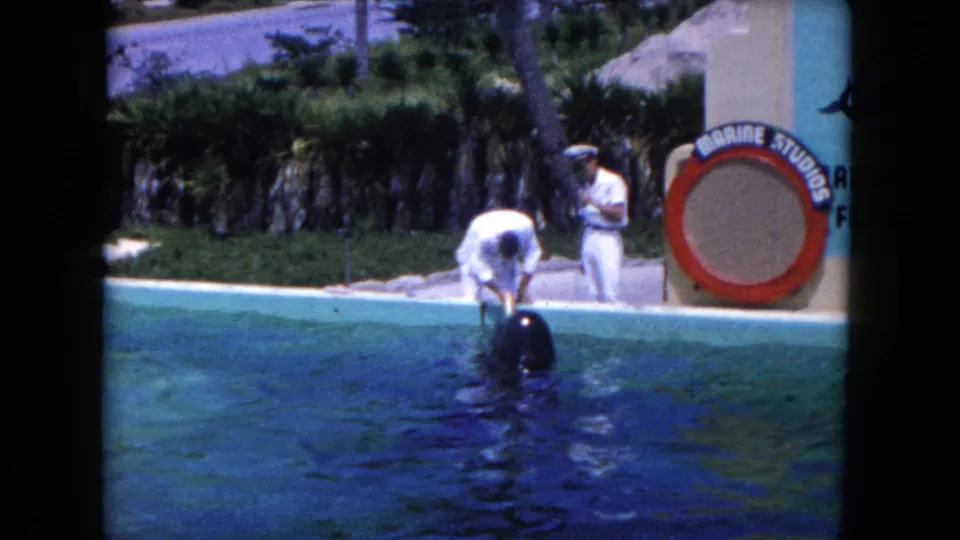 1960 Miami-area 8mm frame showing a trainer in white leaning toward a dolphin at a pool, with a Marine Studios sign and another uniformed man nearby.