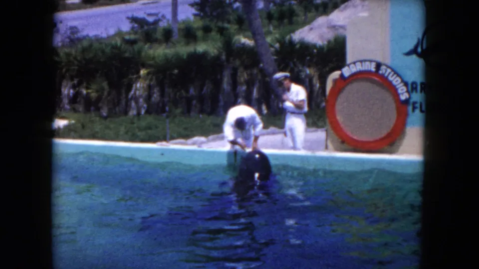 1960 Miami-area home-movie frame of a dolphin at a marine show pool, with a trainer leaning over the edge and Marine Studios signage partly visible.