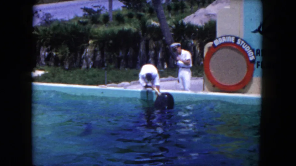 1960 Miami-area 8mm frame showing a trainer interacting with a dolphin at the edge of a marine attraction pool, with signage and palms behind.