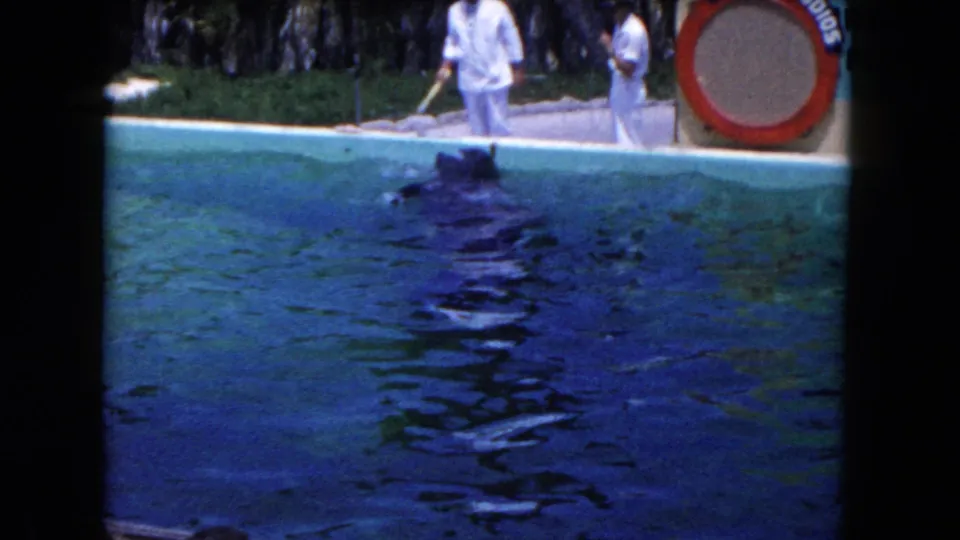 1960 Miami-area home-movie frame with a dolphin moving through the pool as two uniformed men stand near a partially visible Marine Studios sign.