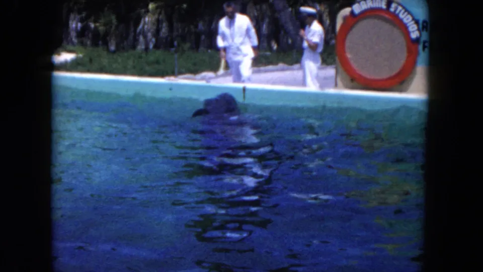 Circa-1960 Florida home-movie frame showing a dolphin surfacing during a Marine Studios pool performance with trainers nearby.