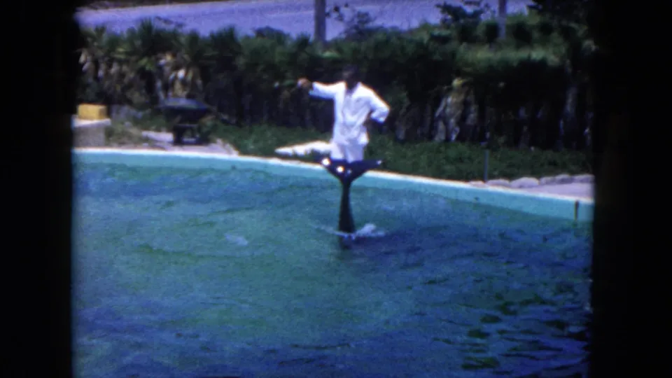 Circa-1960 Florida marine show frame showing a dolphin rising from the water as a white-uniformed trainer gestures nearby.