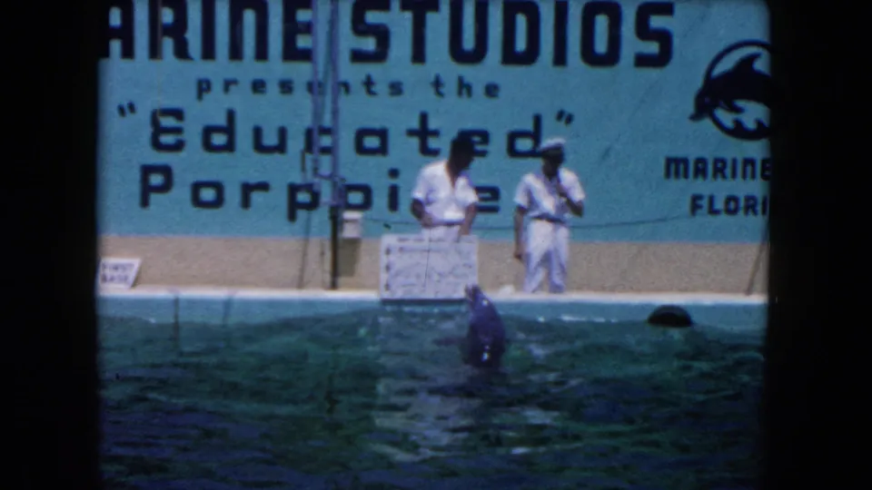 1960 Florida 8mm frame of a porpoise upright in the water as two white-uniformed trainers stand under Marine Studios show signage.