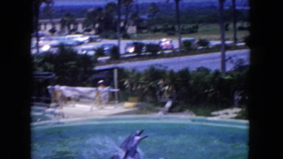 1960 Florida home-movie frame of a porpoise jumping in an outdoor pool, with parked cars, trees, and Marine Studios grounds beyond.