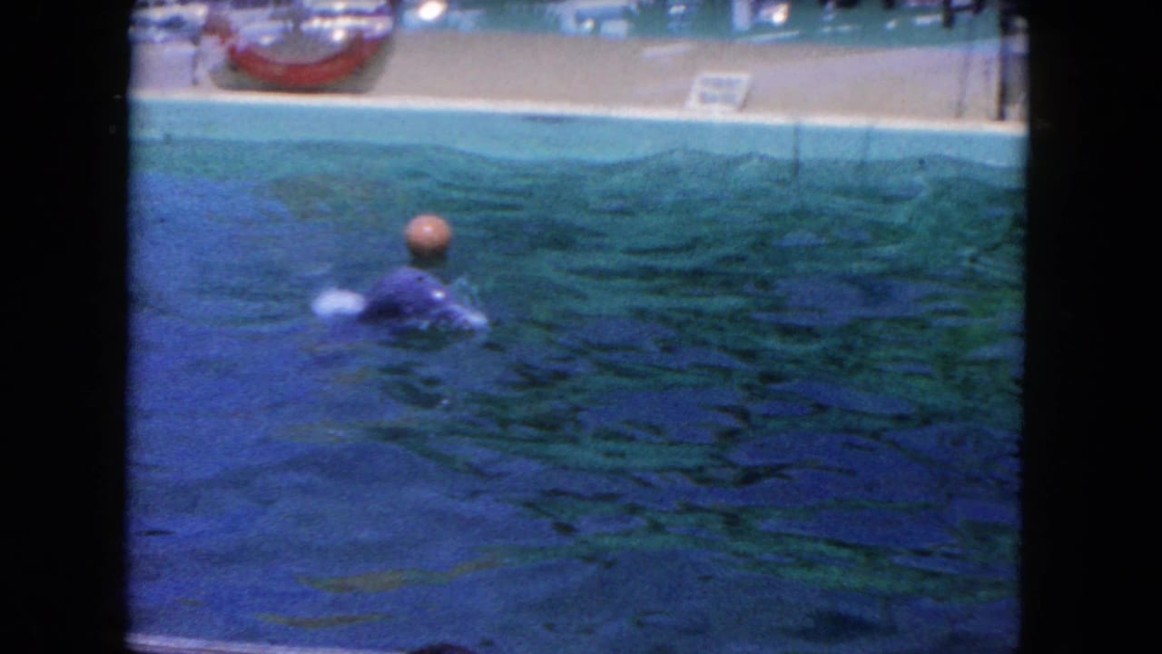 Dolphin and red ball in a turquoise performance pool.