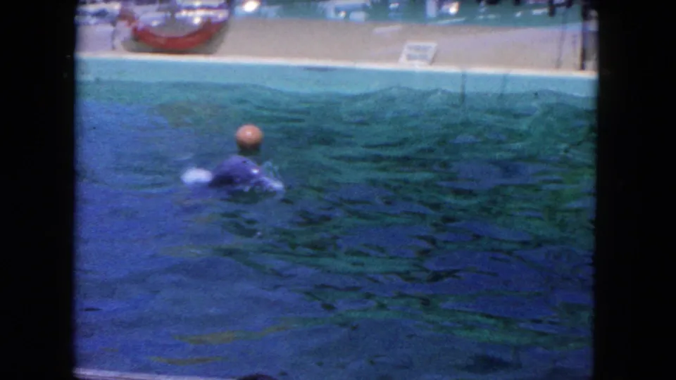 1960 Florida home-movie frame showing a dolphin near a red ball in a turquoise aquatic-show pool.