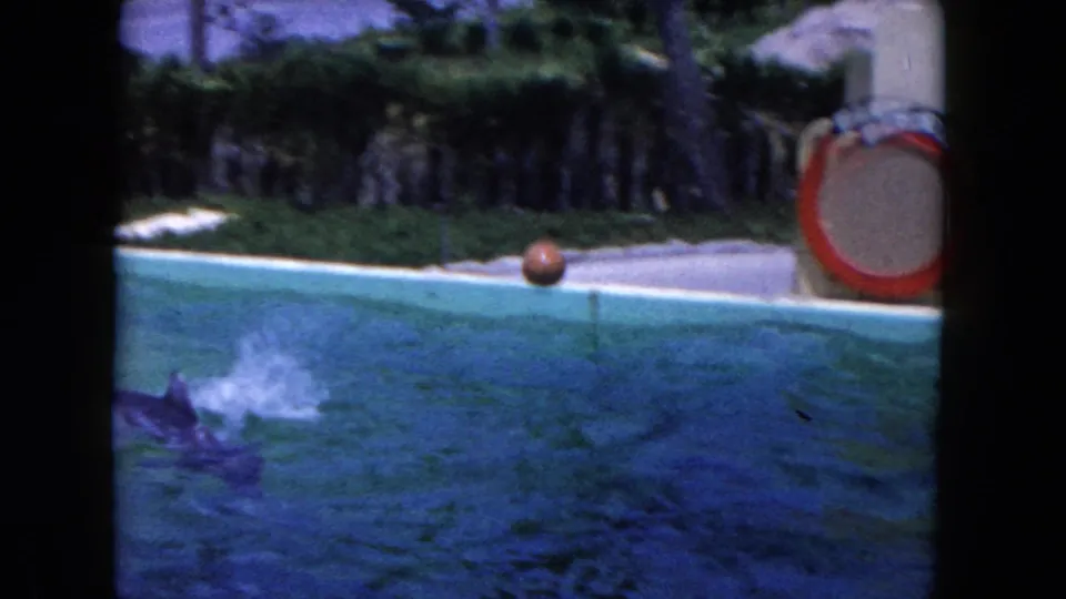 1960 Florida home-movie frame showing a dolphin splashing near the pool edge with a red ball and ring prop nearby.