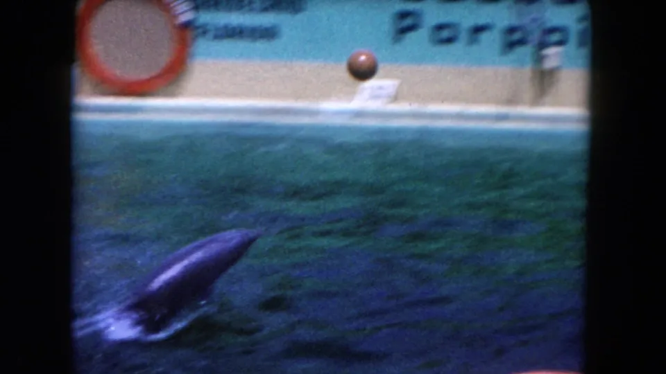 In 1960 Miami footage, a dolphin rises in blue-green pool water while a basketball arcs near a poolside hoop.