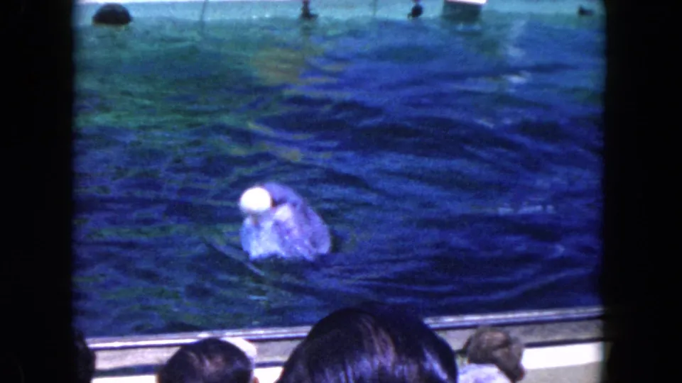 1960 Miami-area 8mm frame of a trained dolphin rising toward a white ball in a marine show pool, seen from the audience side.