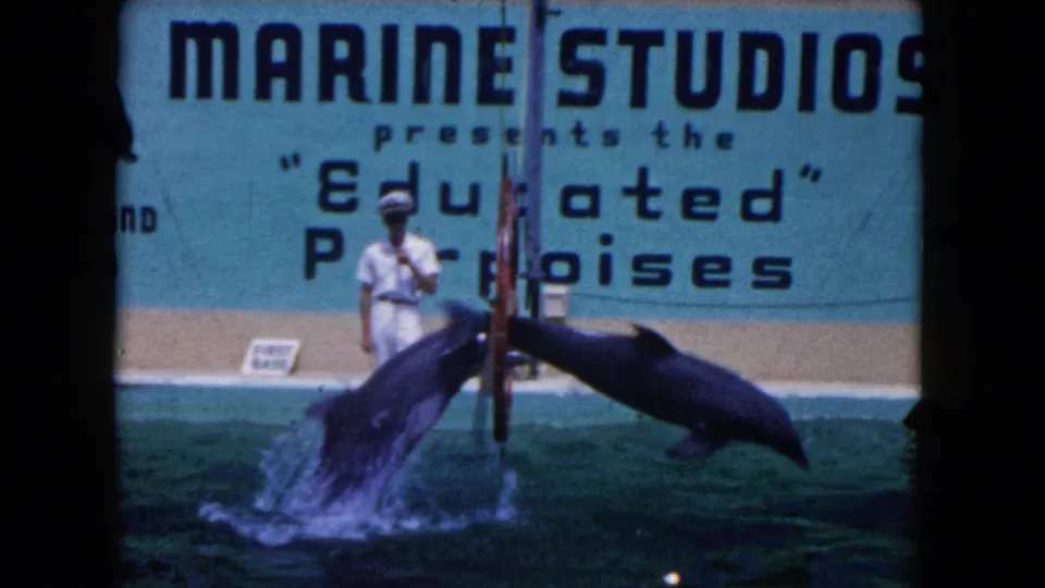 1960 8mm frame of two dolphins leaping by a show pole before Marine Studios signage for the Educated Porpoises.