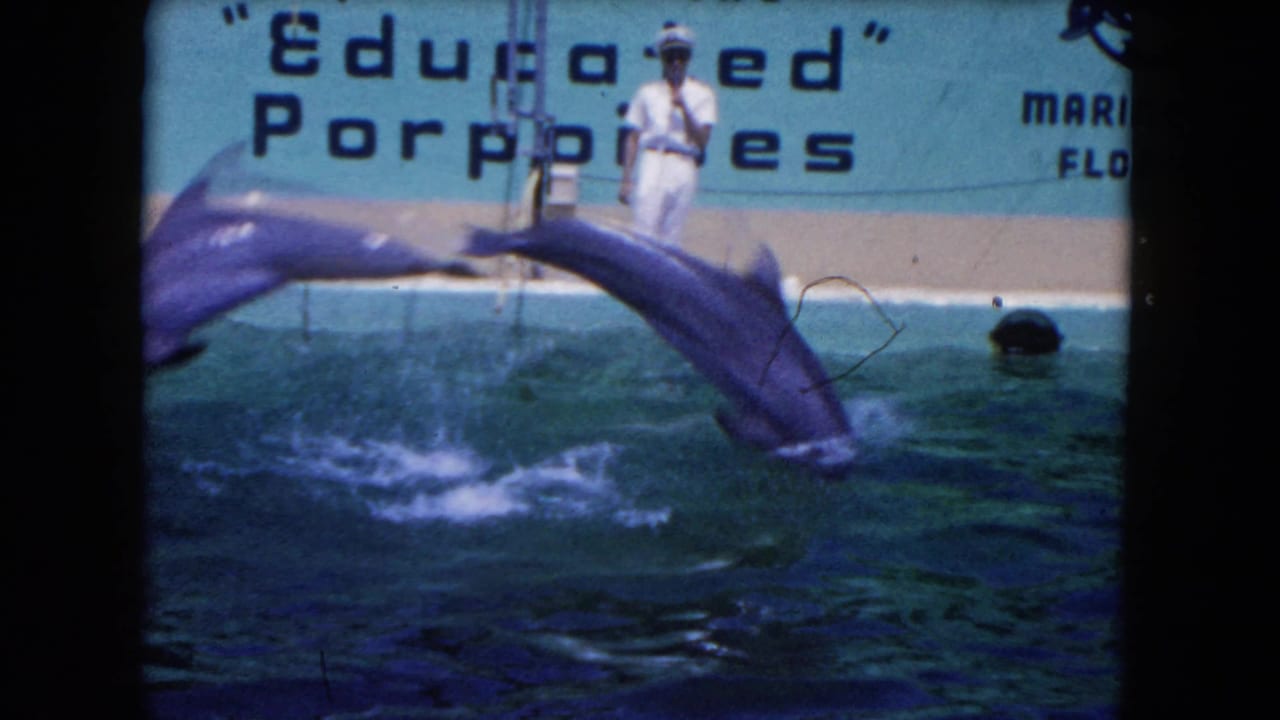 Two dolphins leap over a pool while a white-uniformed trainer stands on the deck.