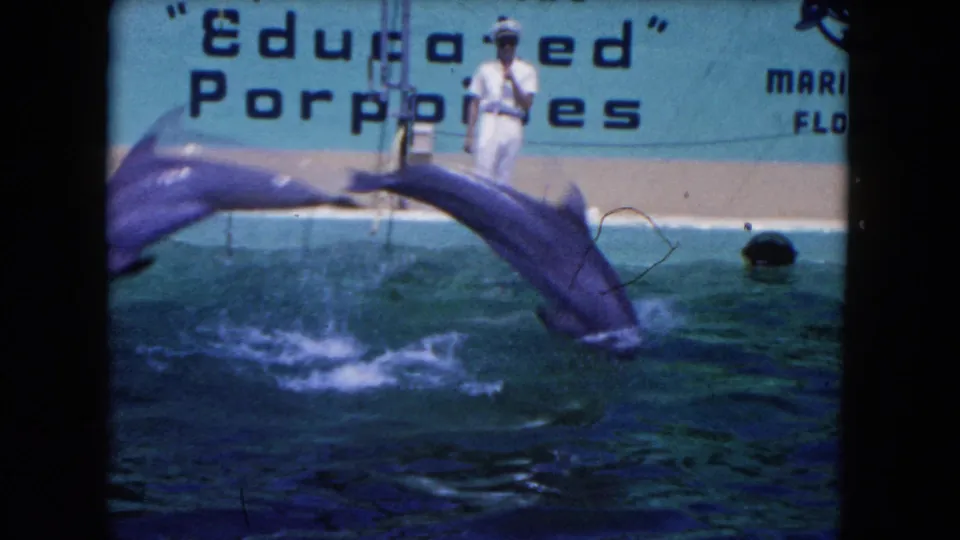1960 Miami, Florida 8mm frame of two trained dolphins or porpoises leaping from a Marine Studios pool beneath partial "Educated" Porpoises signage as a trainer stands nearby.