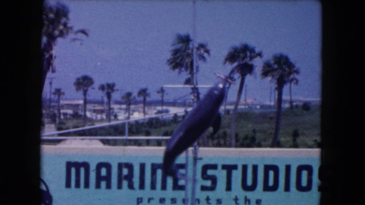 1960 Miami, Florida 8mm frame showing a dolphin or porpoise rising near the pool edge, with Marine Studios lettering and palm trees visible beyond the attraction grounds.