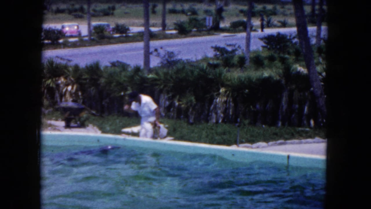 Trainer in white kneels beside a pool as a dolphin moves in the water.
