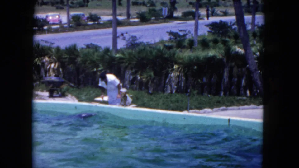 Home-movie view of a dolphin surfacing in a marine show pool as the white-clad trainer bends near the waterline.