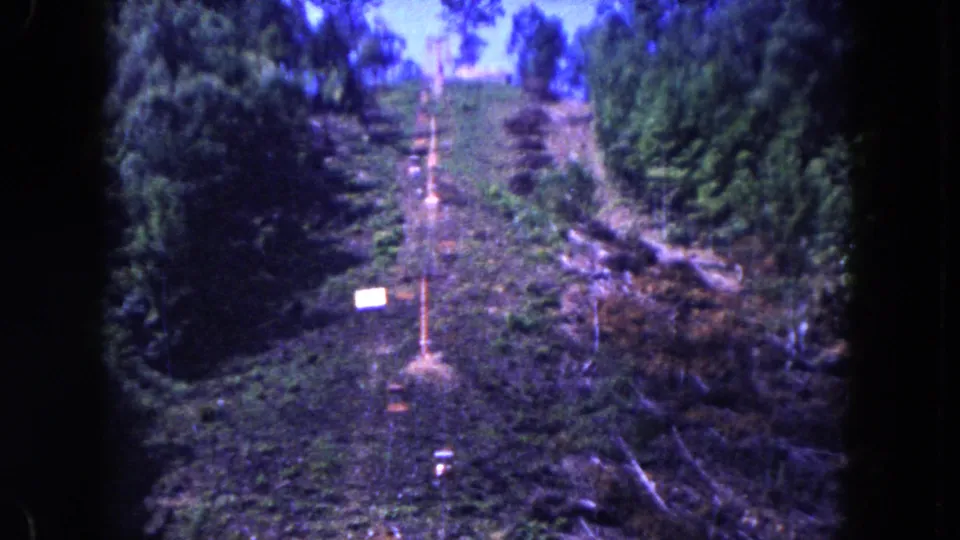 1960 8mm view of a ski-lift line rising through trees over a cleared, uneven hillside.