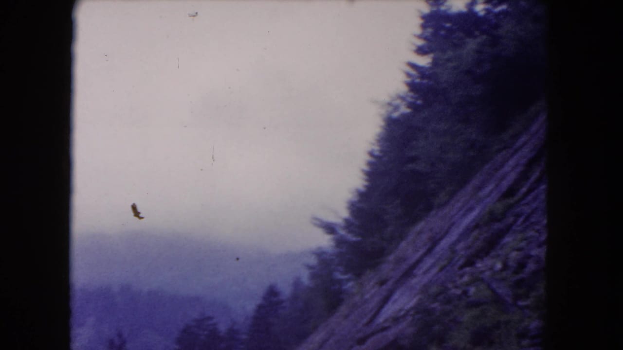 Steep evergreen-covered slope with misty hills and pale sky beyond.