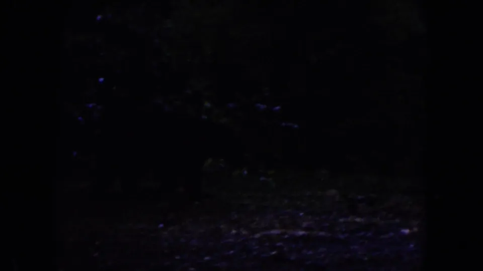 Dark 1960 8mm frame showing shadowed woodland ground and faint foliage after the landscape view shifts into shade.