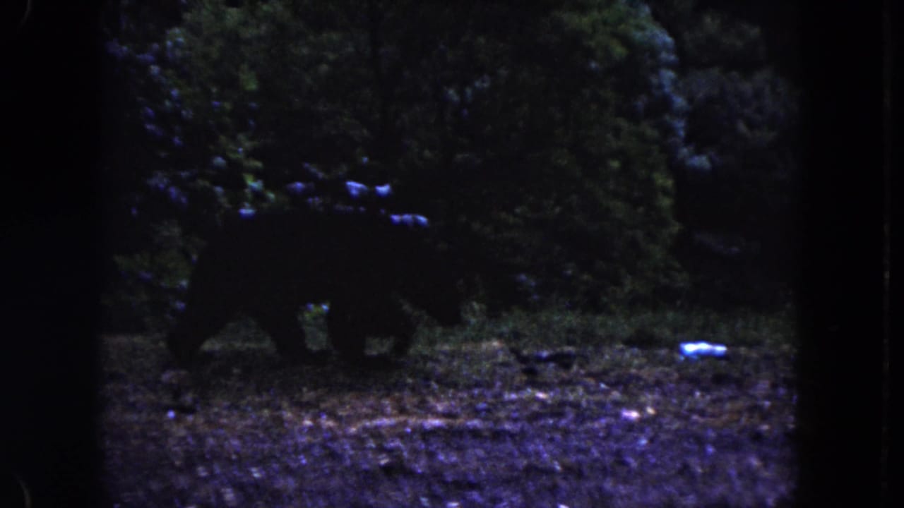 1960 Miami 8mm frame showing a bear partly obscured by trees in a dim wooded conservation setting.