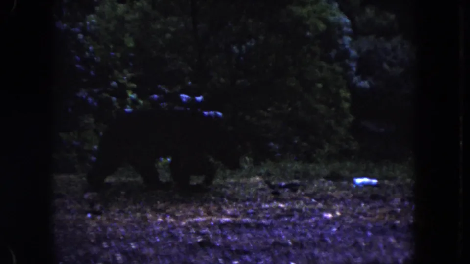 1960 Miami 8mm frame showing a bear partly obscured by trees in a dim wooded conservation setting.