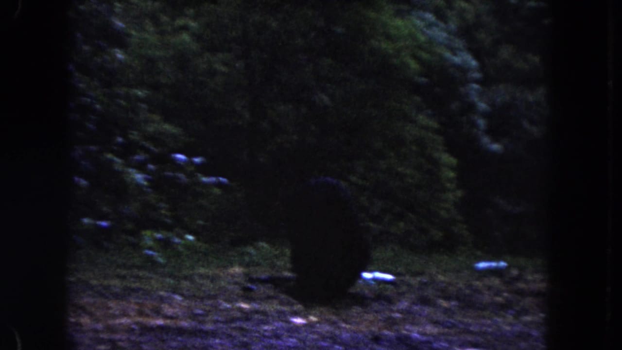 1960 Miami home-movie frame with a bear walking through shadowed trees and ground cover.
