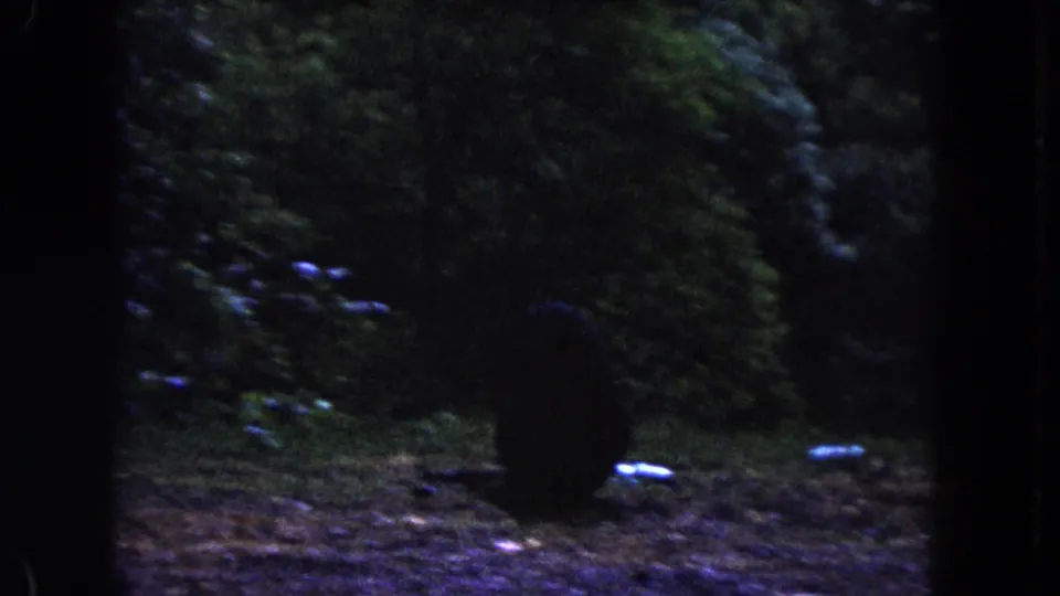 1960 Miami home-movie frame with a bear walking through shadowed trees and ground cover.