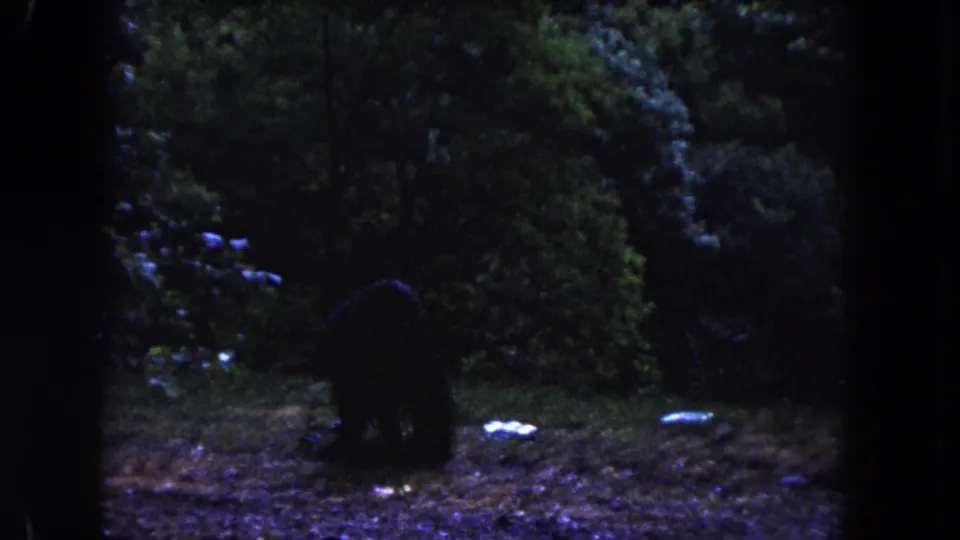 1960 Miami 8mm frame showing the bear lower in the frame against dense greenery and dim forest floor.