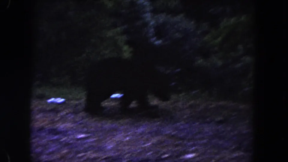 1960 Miami home-movie frame with the bear crossing a dark wooded park scene beneath dense trees.