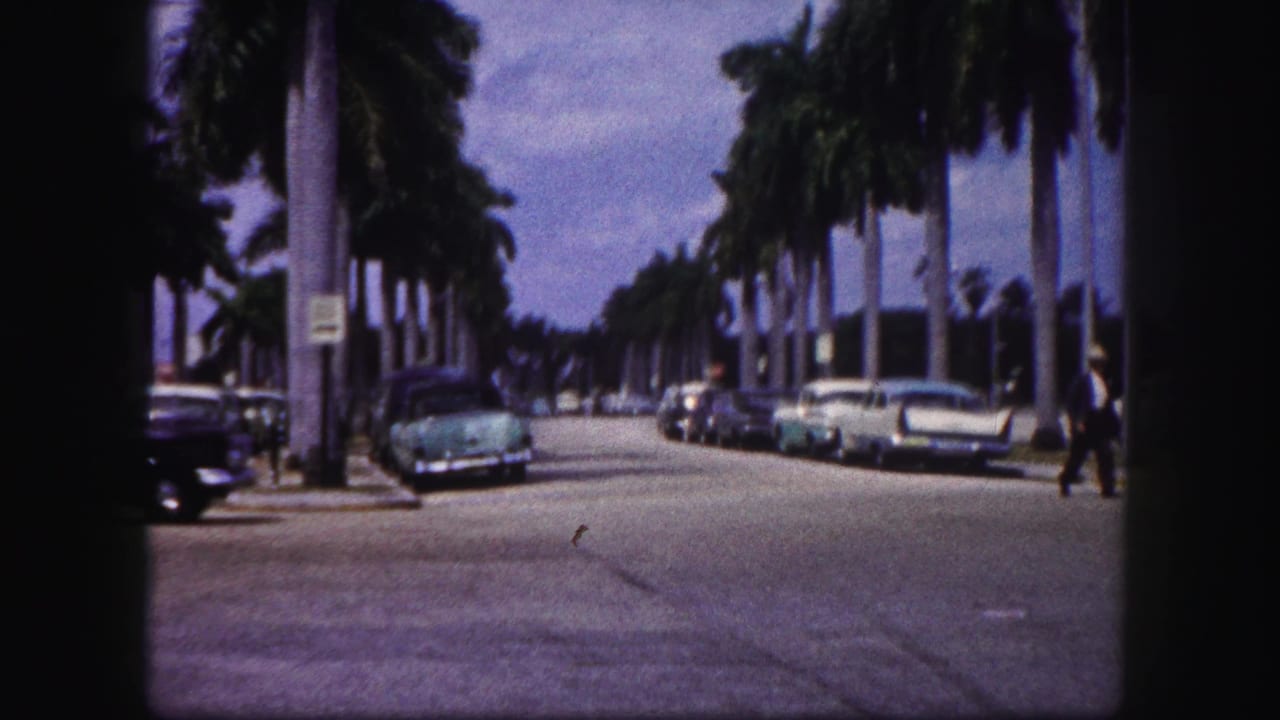 Palm-lined street with parked cars, a sidewalk, and a pedestrian in the distance.