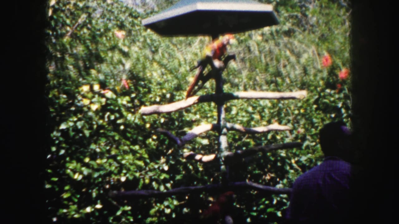 A parrot stands on wooden branches inside a lush tropical enclosure, with part of a visitor visible at the frame edge.
