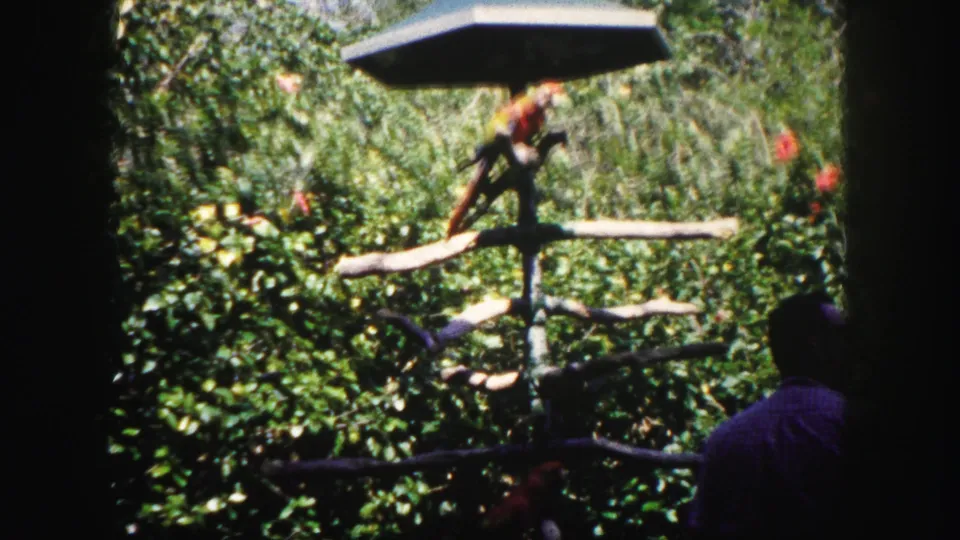 A parrot stands on wooden branches inside a lush tropical enclosure, with part of a visitor visible at the frame edge.