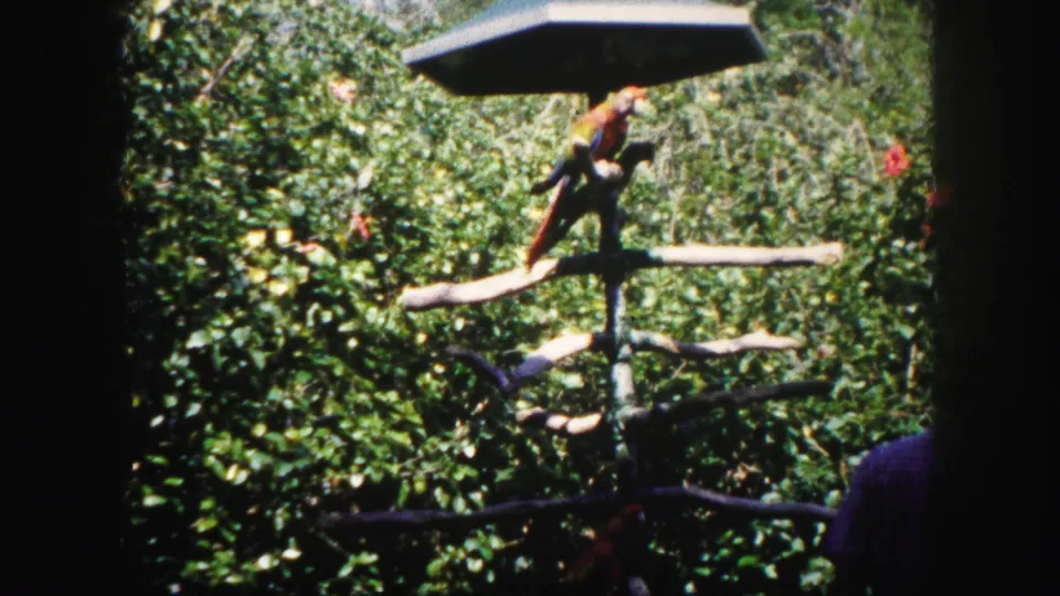 Visitor-shot view of a colorful parrot perched in a leafy enclosure, with branches, flowers, and shade visible.