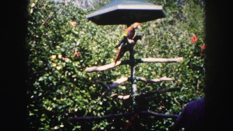 A colorful parrot balances on a branch structure in a leafy enclosure, with a partial visitor figure at the lower right.