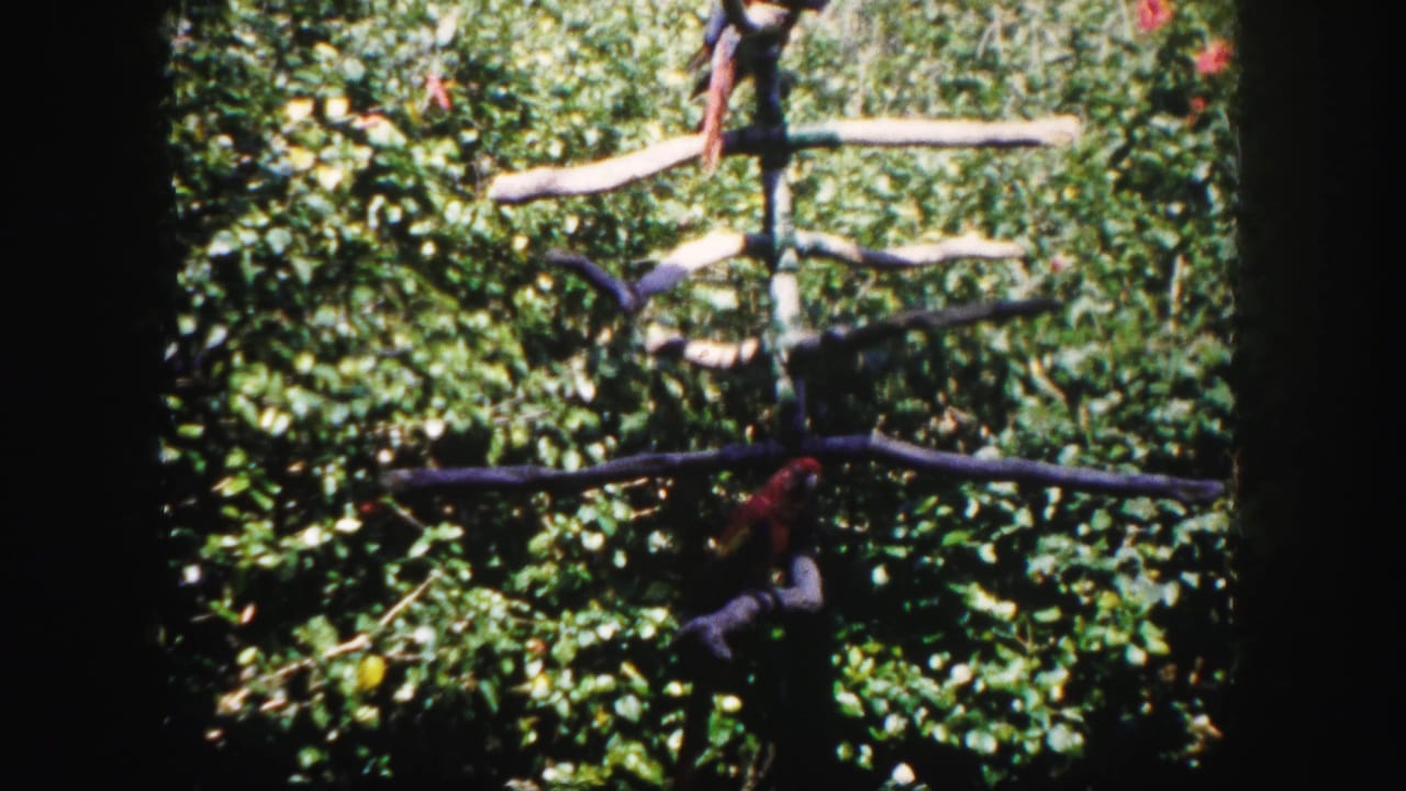 1960 Tampa 8mm frame showing a colorful parrot on a simple wooden perch surrounded by dense outdoor greenery.
