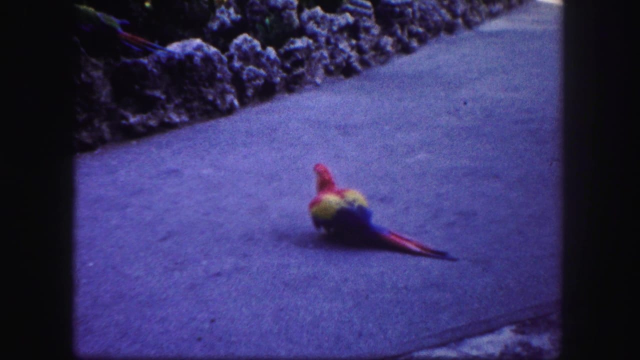 1960 Tampa 8mm frame of a colorful parrot on a paved walkway bordered by rough stones and plants.