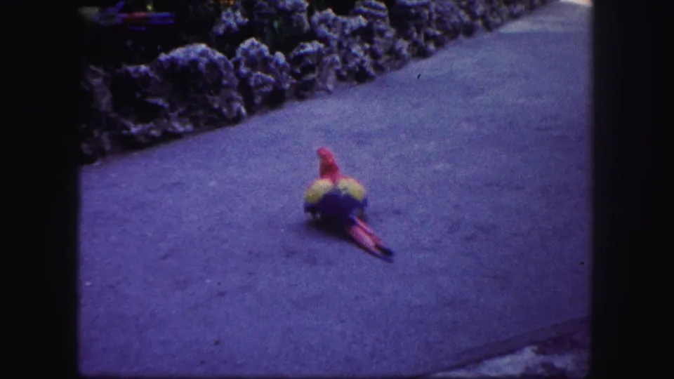 1960 Tampa 8mm frame showing the parrot from behind as it moves along the path beside the stone border.