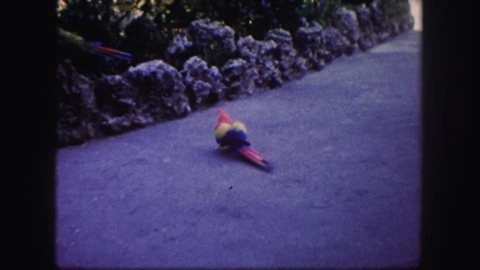 1960 Tampa 8mm frame of the colorful parrot walking away along a paved path in an outdoor planted setting.