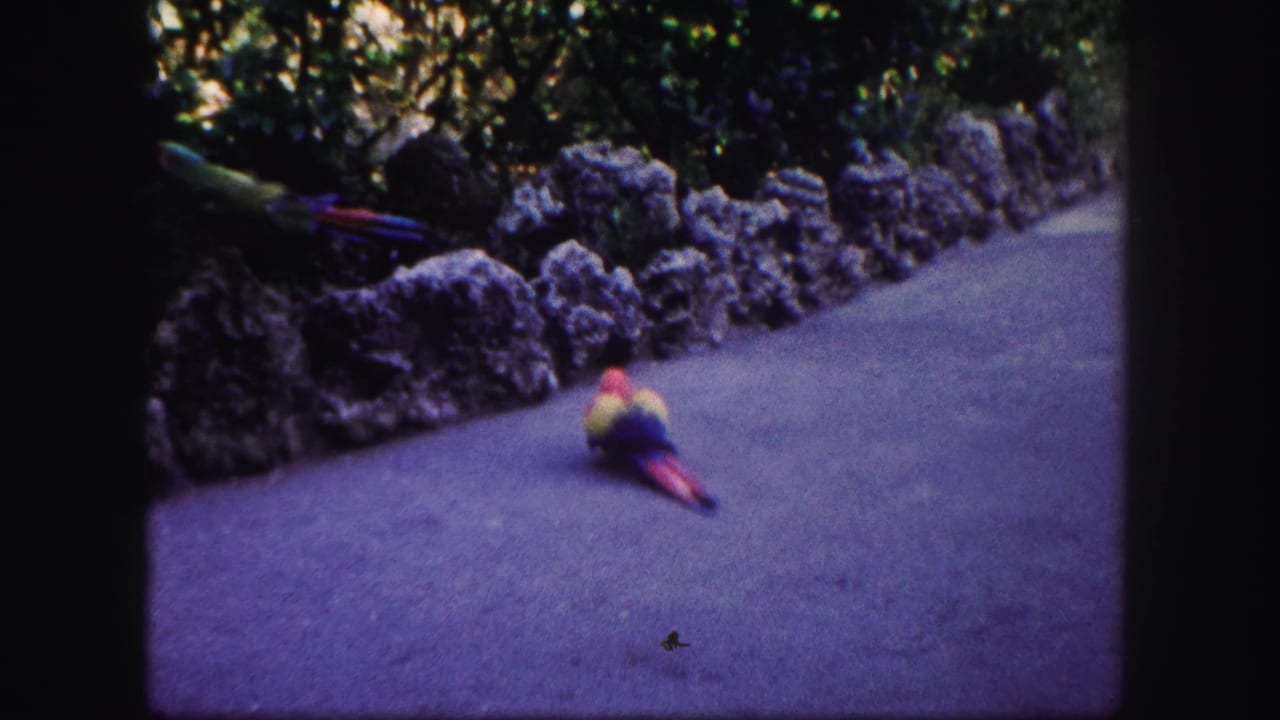 1960 8mm Tampa footage shows a colorful parrot on a paved garden path near a low stone wall and foliage.