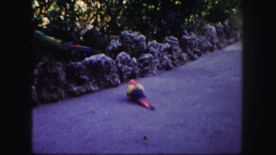 1960 8mm Tampa footage shows a colorful parrot on a paved garden path near a low stone wall and foliage.