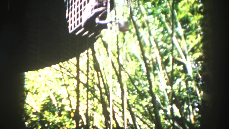 Bright foliage and thin branches fill the frame beneath the edge of a dark enclosure-like structure in the Tampa garden setting.