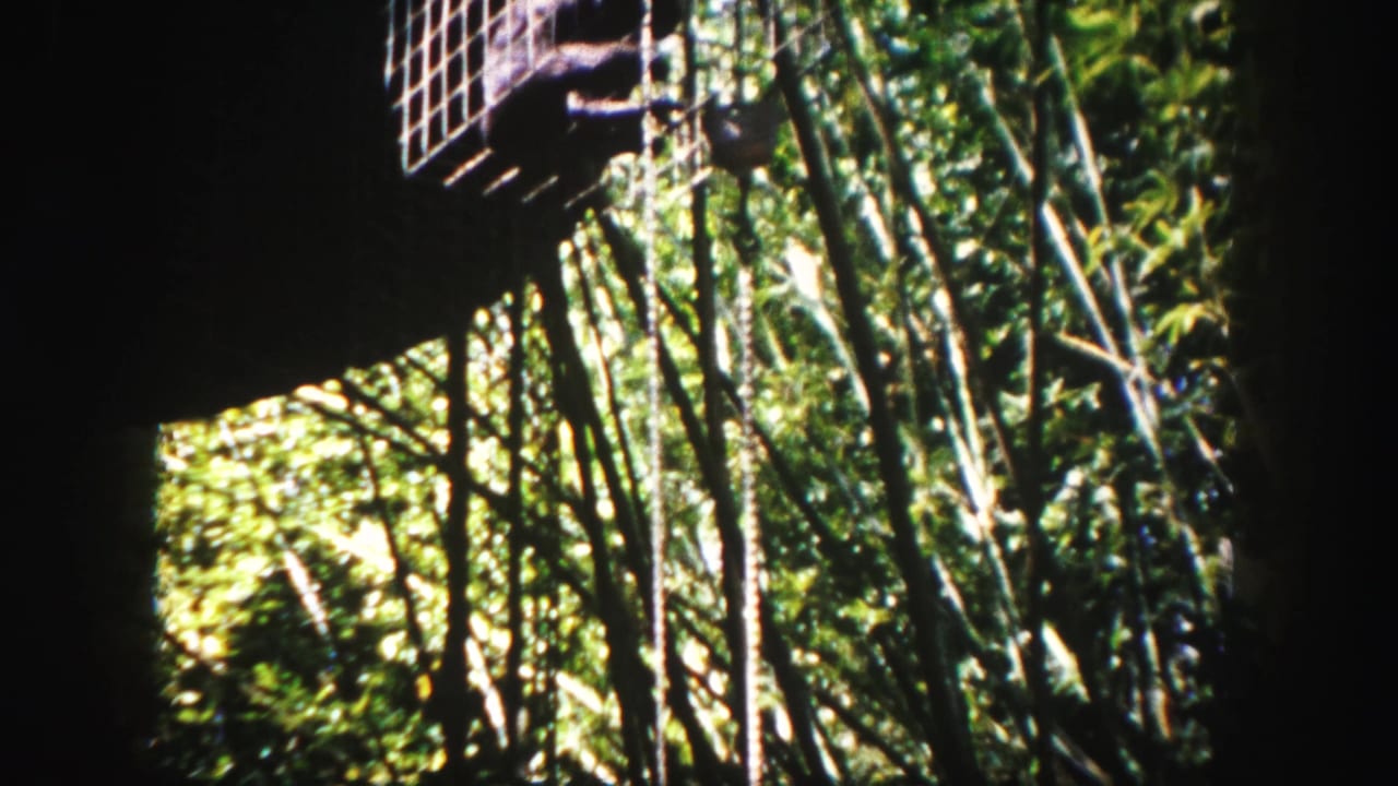 1960 Tampa 8mm frame showing dense tropical plants, bamboo-like stalks, and a wire cage partly visible at the upper left.