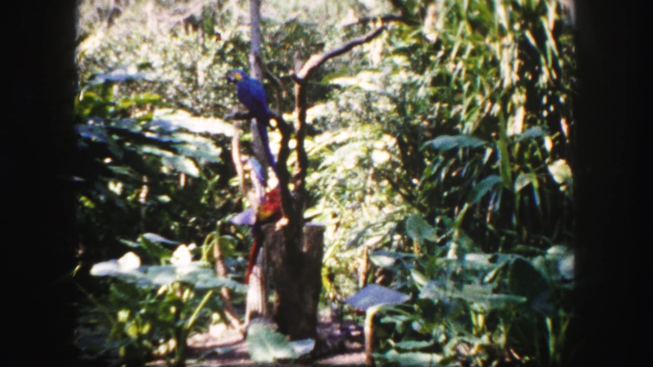 1960 Tampa garden footage with a blue macaw perched on a stump among broad leaves and dense sunlit foliage.