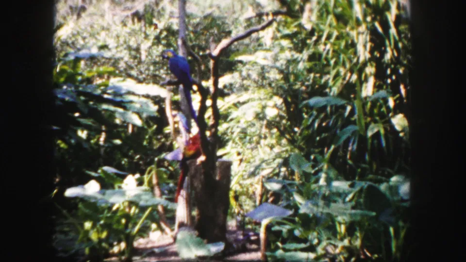 1960 Tampa garden footage with a blue macaw perched on a stump among broad leaves and dense sunlit foliage.