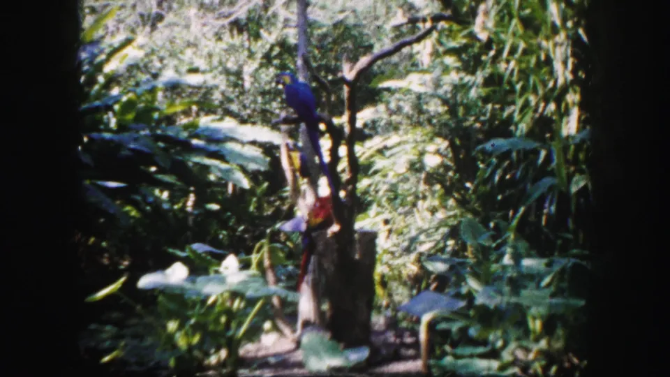 Vintage 8mm view in Tampa showing a perched macaw framed by bamboo-like stalks, broad leaves, and heavy garden growth.