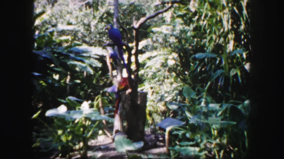 1960 Tampa 8mm frame of a macaw on a stump, surrounded by layered tropical plants and bright sunlit greenery.