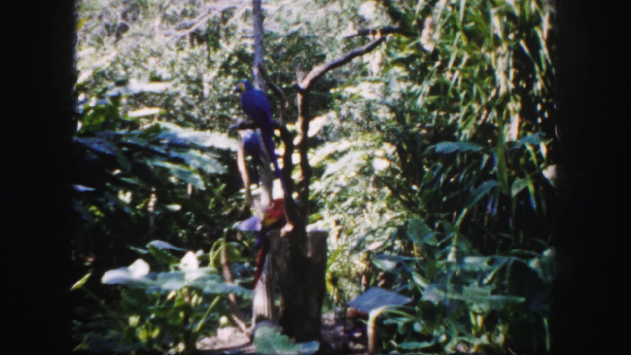 Blue macaw perched on a branch among tropical plants and dappled sunlight.
