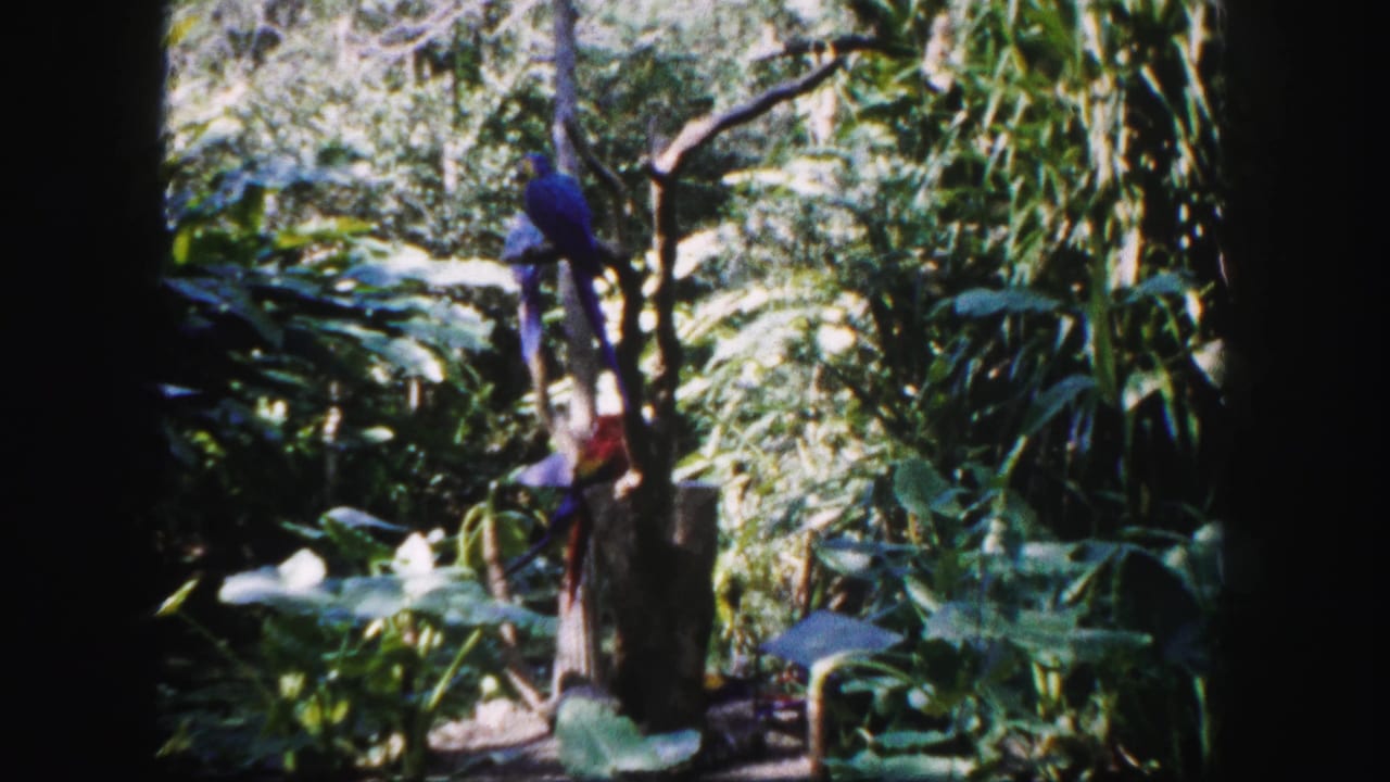 1960 Tampa frame with a blue macaw perched high on a bare branch surrounded by lush enclosure planting.